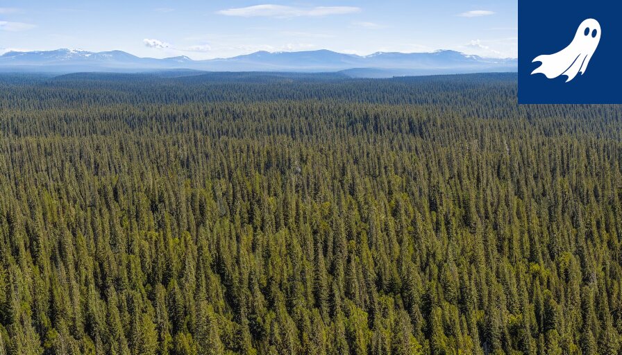 Ikaalisten palon maisema vuodelta 2026: data, tuli ja Ilves-fanatismi yhdistyvät dystooppiseksi kokonaisuudeksi.