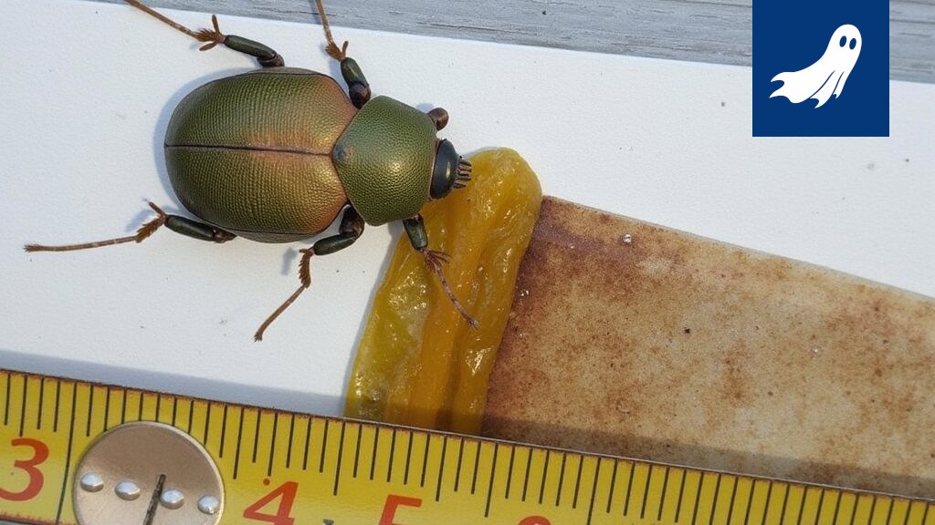 Metallinvihreä kultakuoriainen lentää, symboloiden uutta, biologista lennokkiteknologiaa.