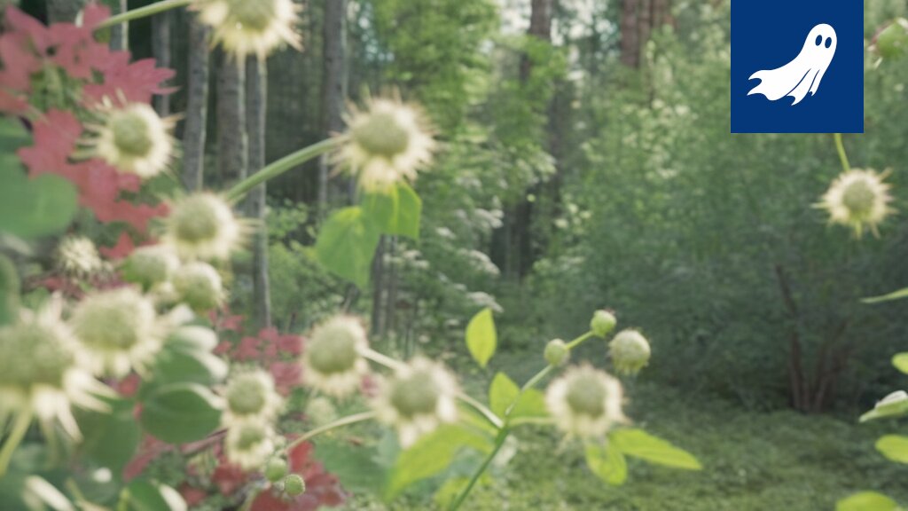 Kultamännyn vuosikasvaimet hehkuvat epäluonnollisen keltaisina keskellä kesäistä metsää.